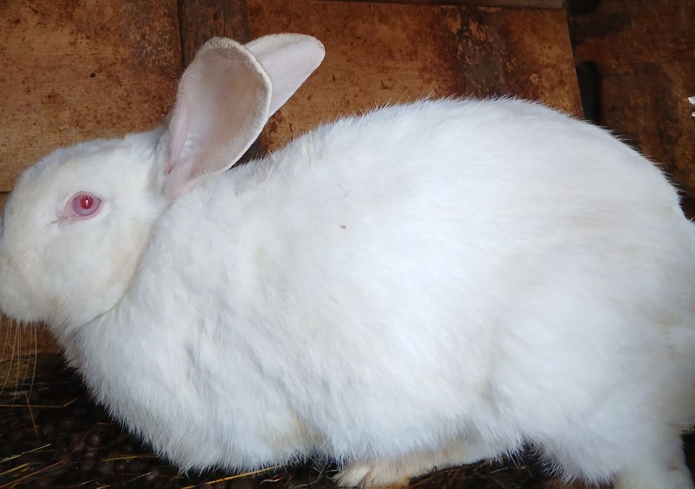 Iepuri rasa german uriaș