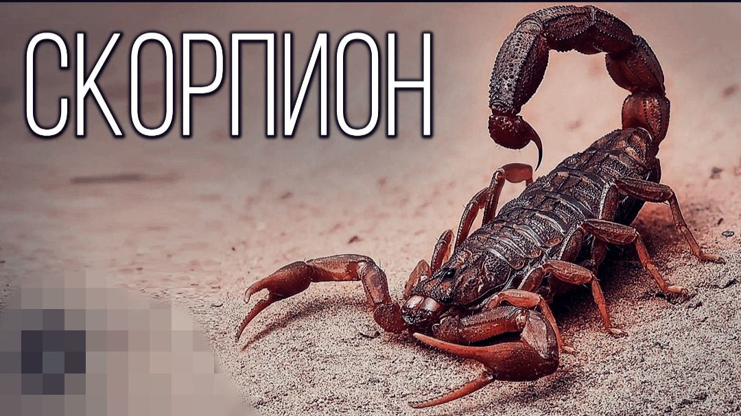 Уничтожение скорпионов