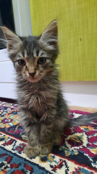 Кошки мальчик и девочки.