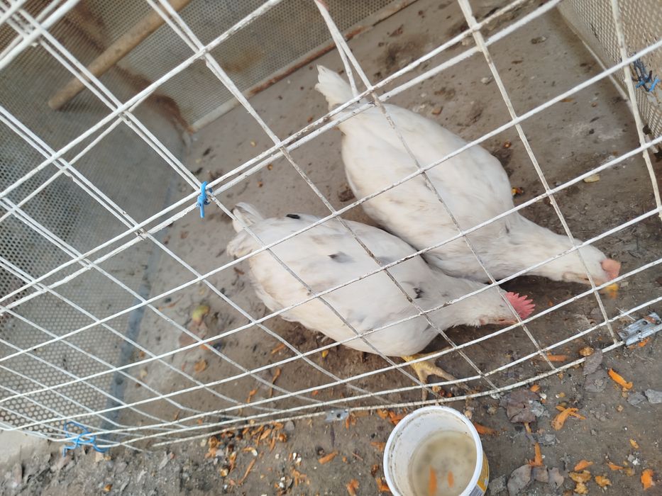 Tovuq sotiladi Продается курица