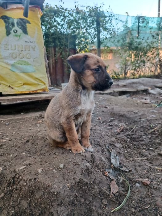 Подарявам кученца