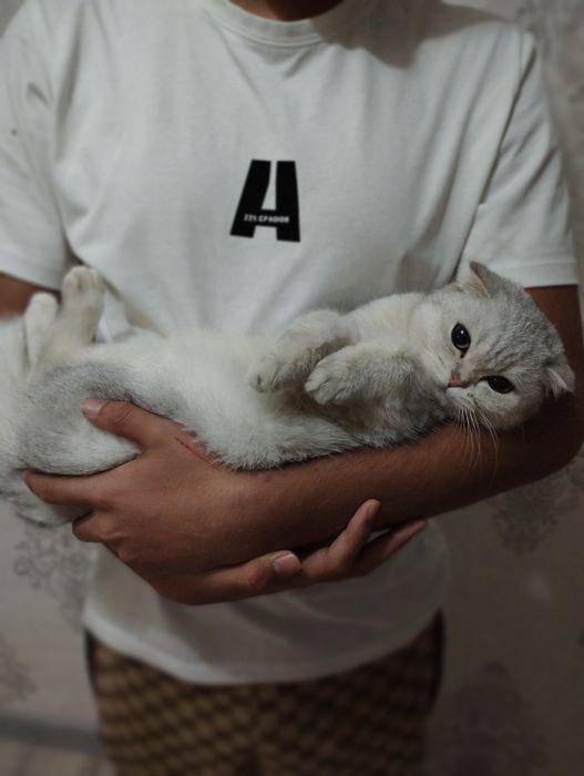 Shinshila Fold Strayt 2Ta Mushuk Sotiladi