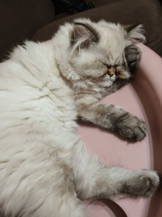 Персийско коте Колор-Пойнт 8 месеца