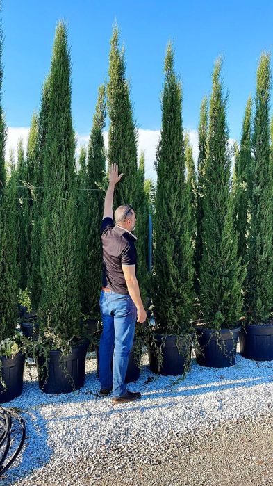 Plante ornamentale: transformă-ți grădina într-un colț de rai