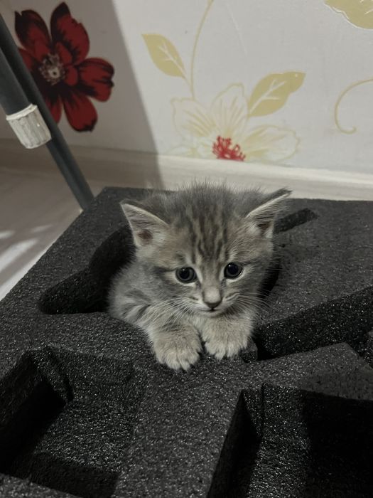 Котенок мальчик породистый