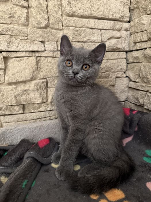 Vand puiut British Shorthair