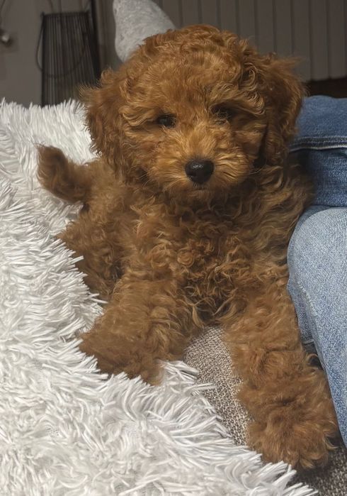 Продава се той пудел (Poodle Toy), мъжко, на 3 месеца,