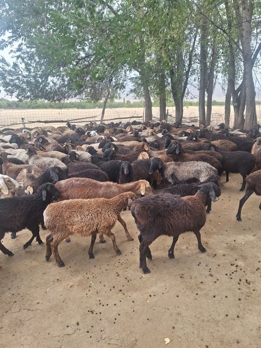 Токтылар сатылады