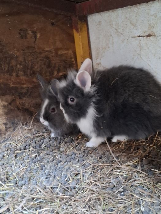 Iepurași cap de leu