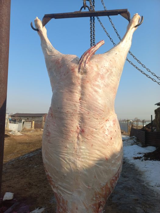 Мясо Ет  Соғым Согым Тайлар Құнандар Дөнендер Байталдар Биелер Сатылад