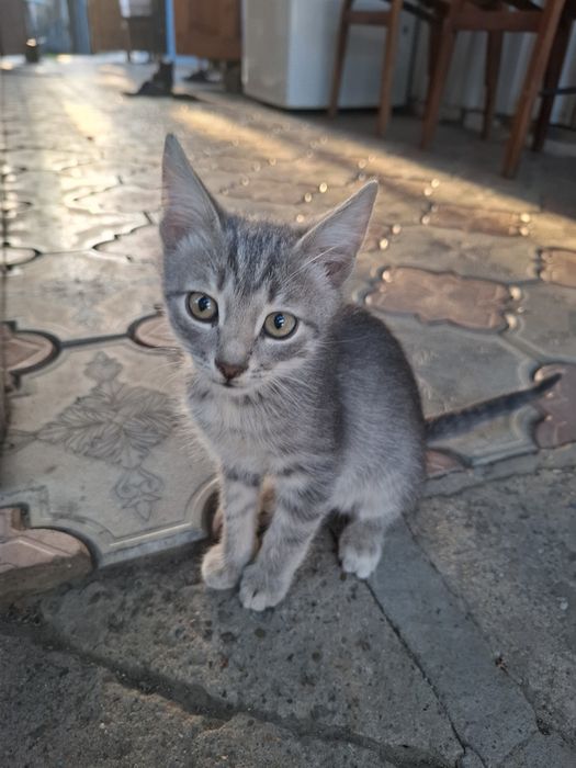 Котята мальчики в добрые руки