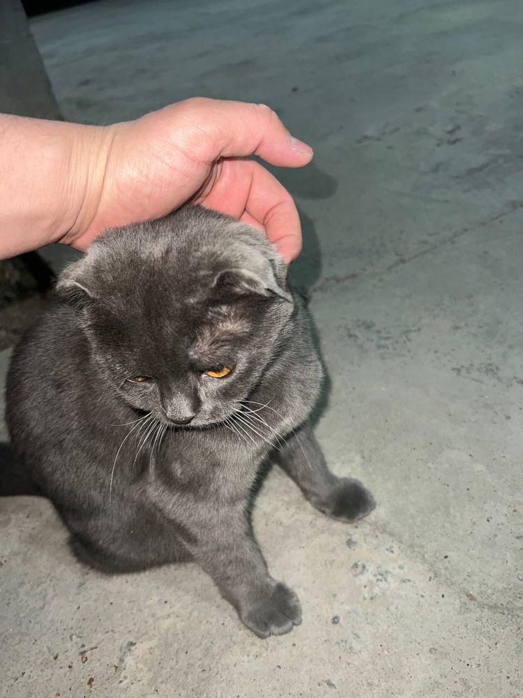 scottish fold mushugi uyda boqilgan 7 oylik juda zor mushuk