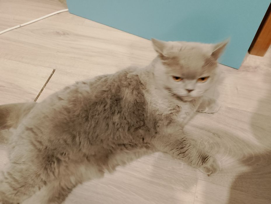 Отдаю кошку в добрые руки