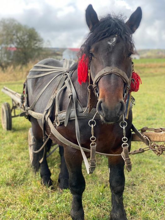 Mânz de 2ani și 5 luni  de vânzare în  sat Viscri jud Brașov