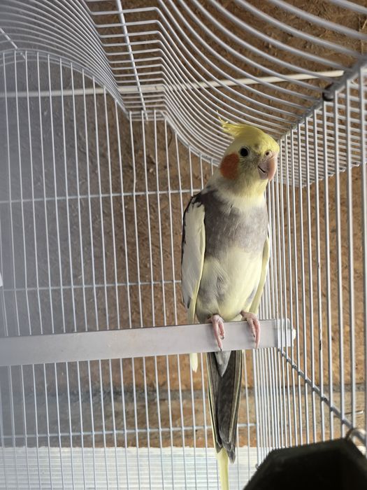 Papagal mascul nimfa