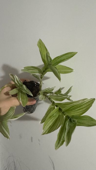 Традесканция белоцветковая