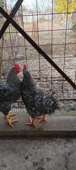 Vând cocoși de rasă