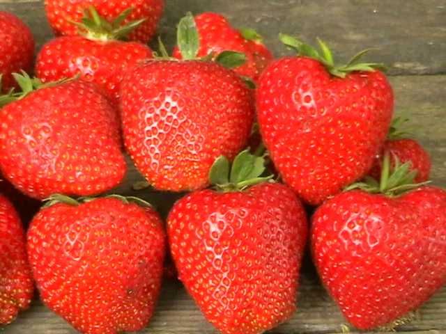 Stoloni Capsuni Soiul Ostara Si Alte Soiuri In Comentariu