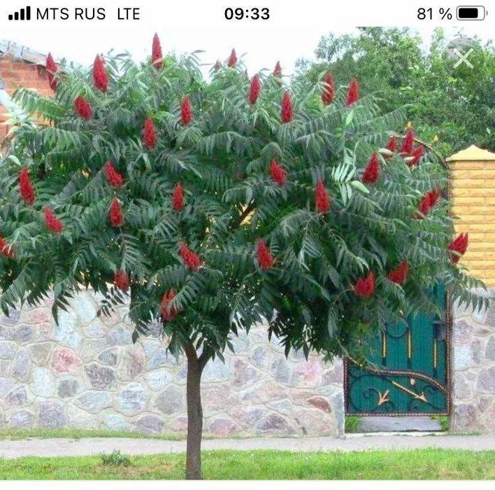 Декаративни дарахтларни сотилади