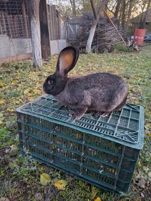 Iepuri de vânzare
