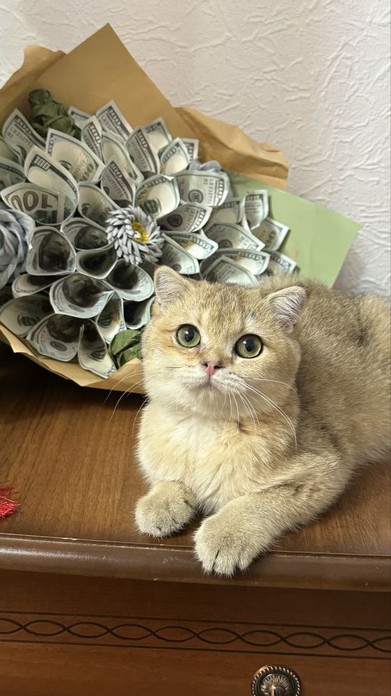 Продается котьята шиншилла ny11