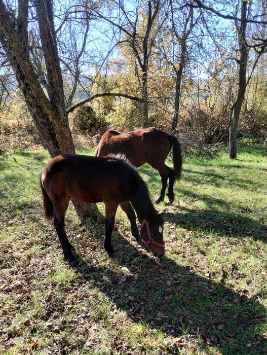 Vând o iapa și un mânz sau schimb cu tractor