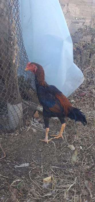 Апрельский боец отец чемпион