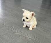 Bichon maltez disponibil