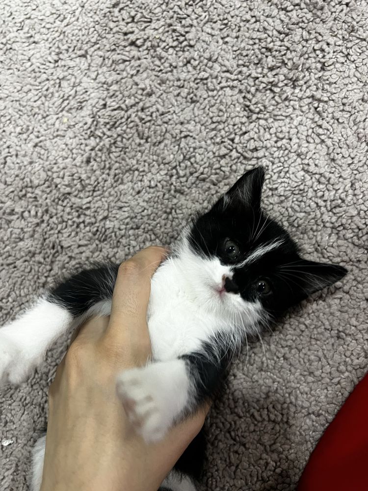 Кошки домашние 3