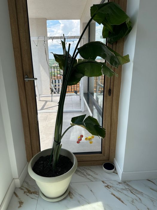 Planta Strelitzia 1.70m