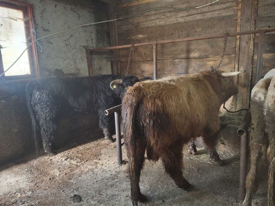 Vând tauri Highland Scoțian