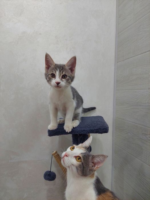 Котенок мальчик 2 месяца Ташкент