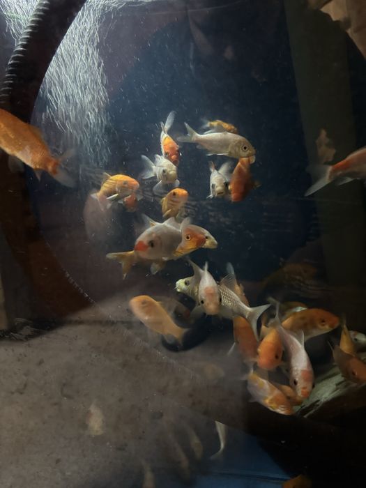 Crap koi 5-17 cm