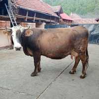 Vând vacă gestantă (6 vitei )