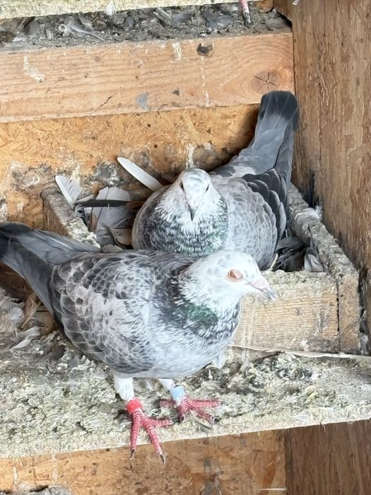 Vand o pereche de porumbei