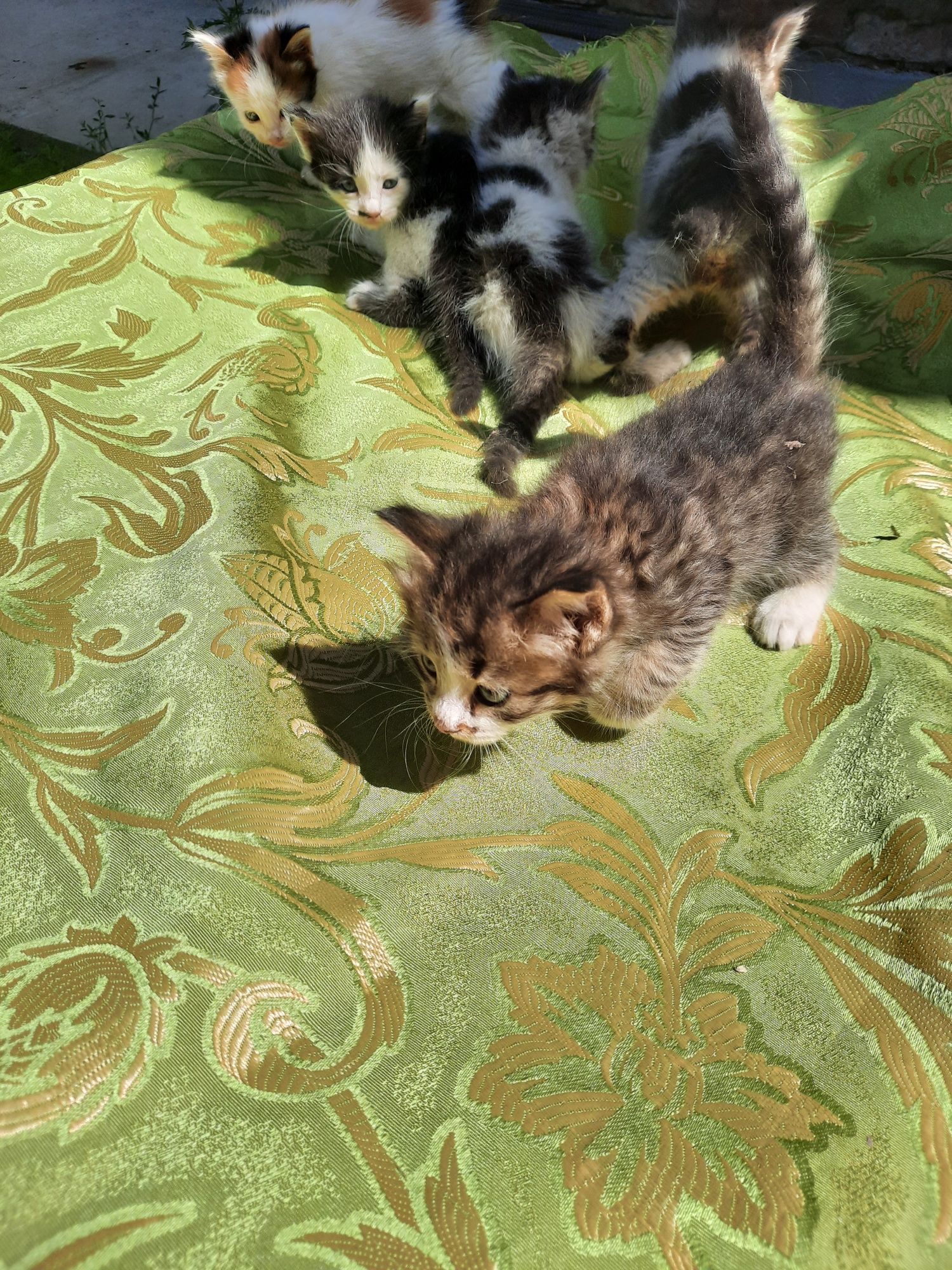 Отдам котят в хорошие ручки,умные, спокойные, игривые красивые котята
