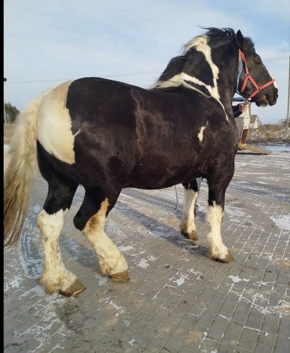 Armasar tarcat de vanzare
