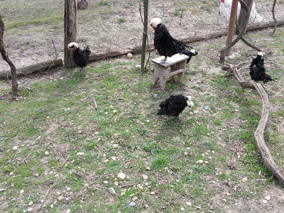 Motate olandeze frezate