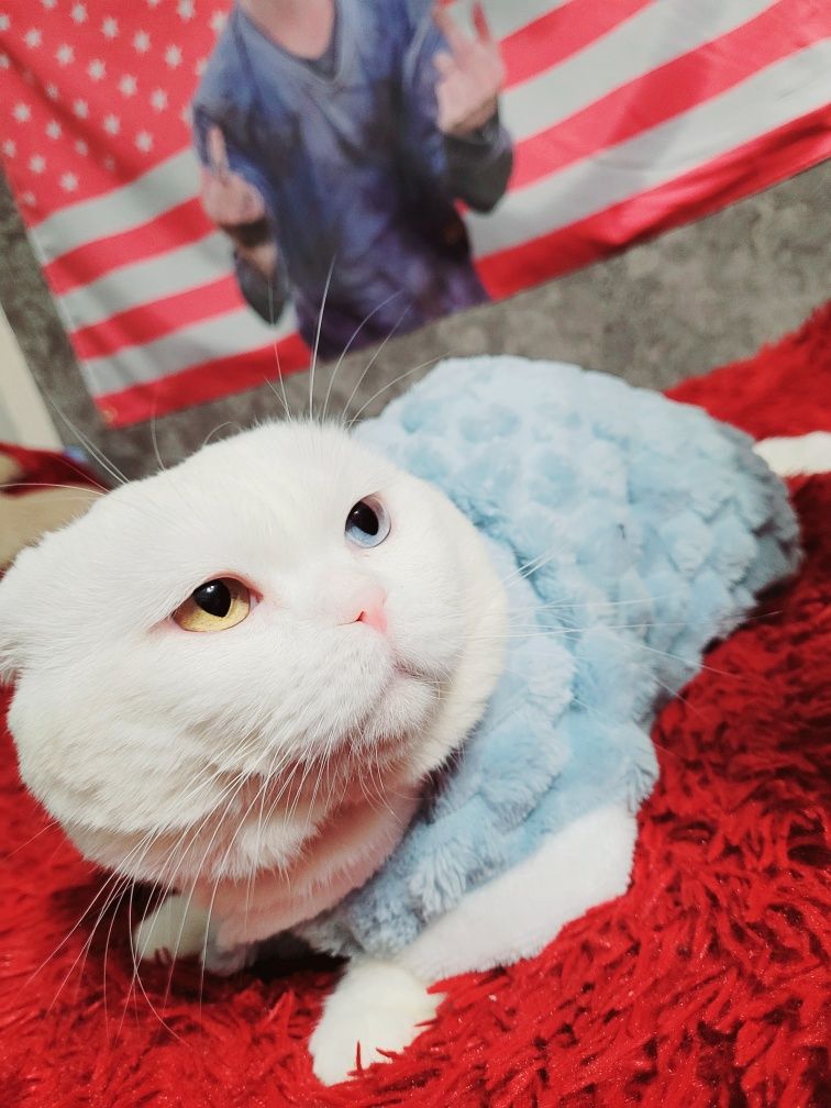 Кот вязка  шотландский вислоухий