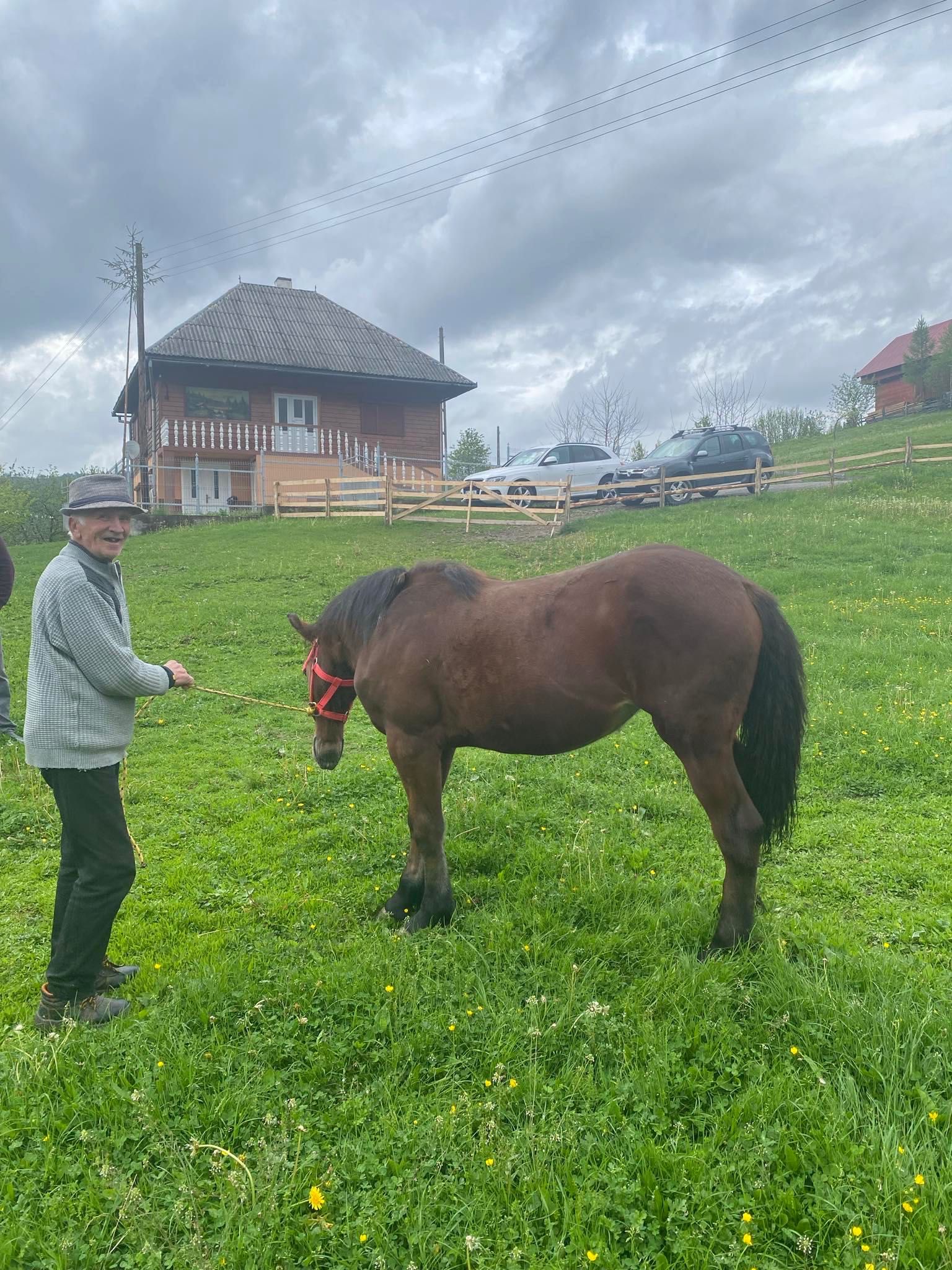 Vând mânză de 1 an