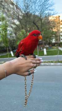Попугай красный лорикет