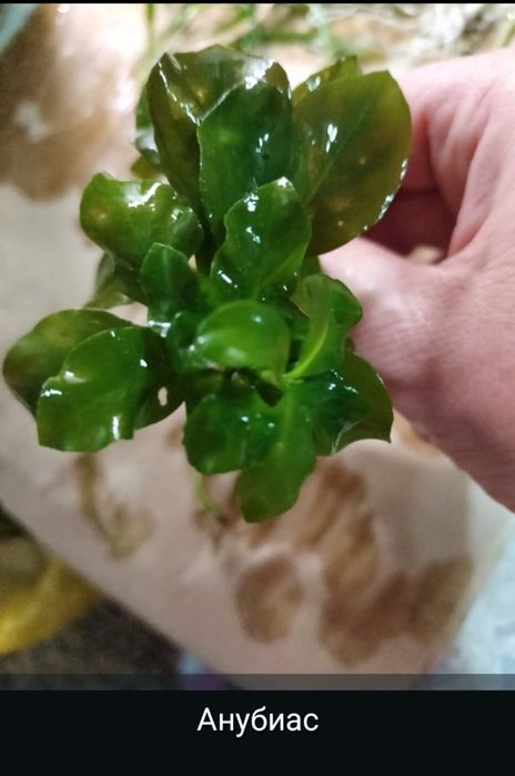 Продам аквариумные растения.
