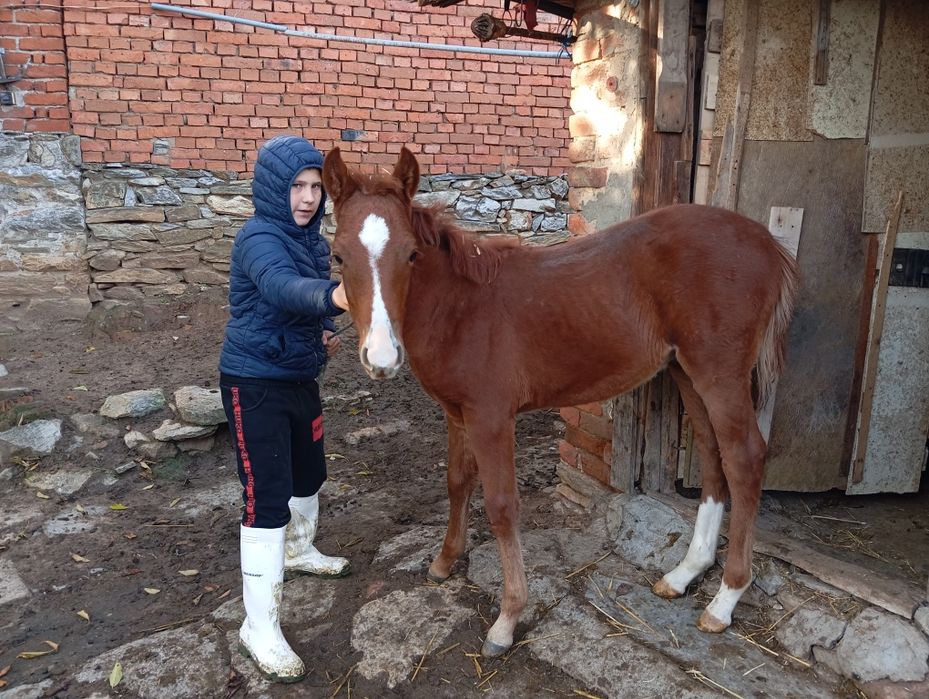 Продавам Конче мъжко на 5 месеца