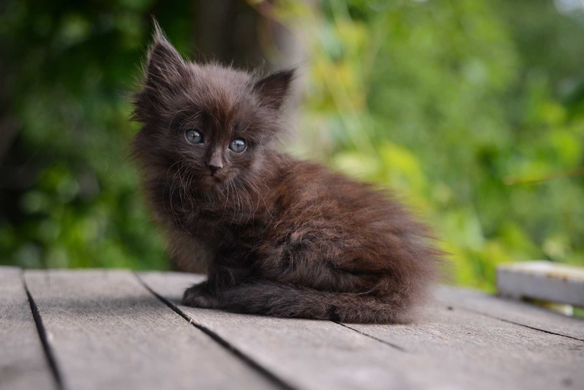 Котёнок (девочка)