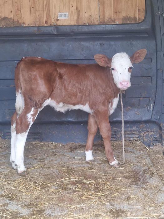 Vitica de 3 săptămânii din mama bună de lapte