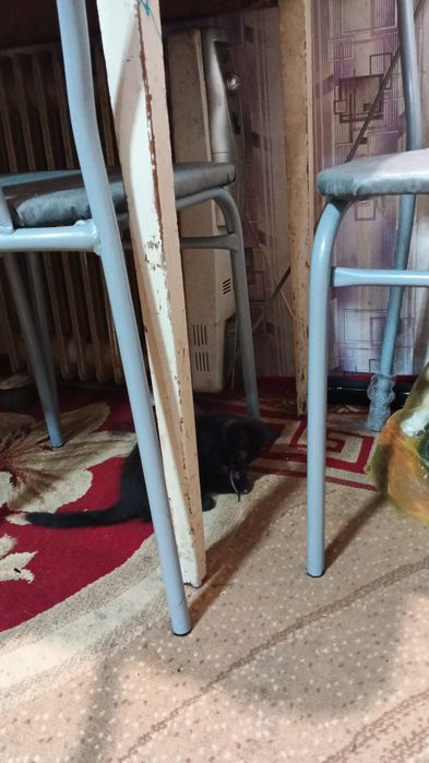 Котёнок мышеловка