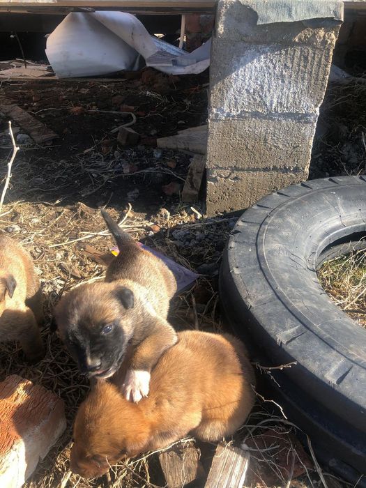 Продам шенка Алабая  25 000