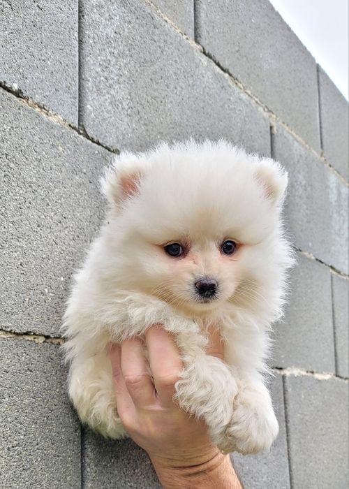 Померан-мини шпиц !!!