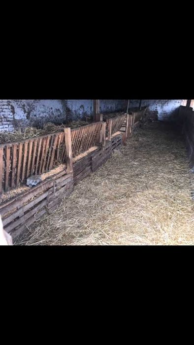 Продава се Къща в с. Кара Михал, Област Разград - 70 кв.м за 365 €/кв.м - Снимка #12