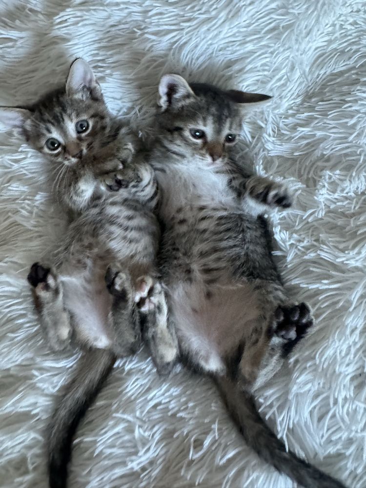 Doua Pisicute spre adoptie
